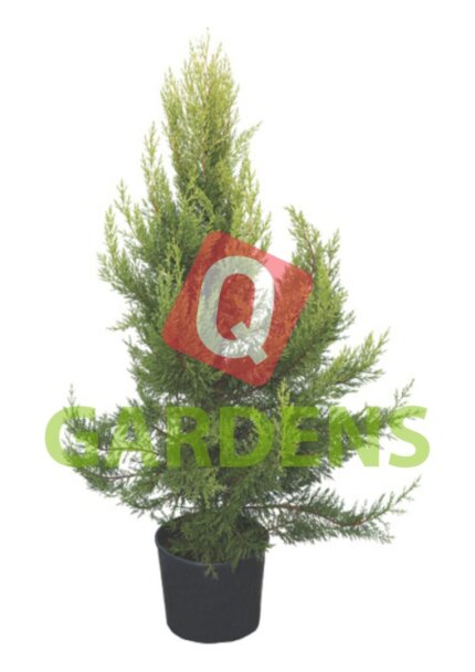 Cupressus sempervirens