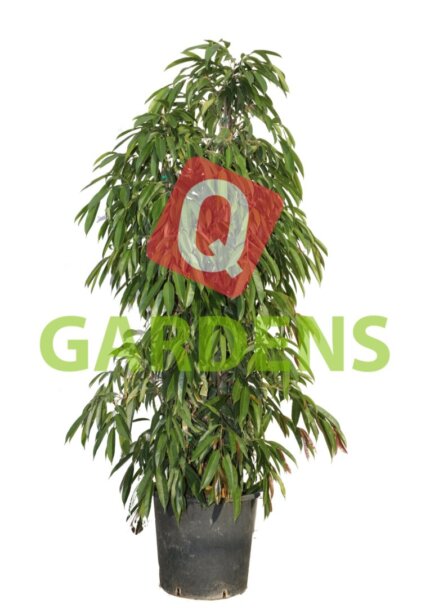 Ficus binnendijkii bush: ‘Amstel King’