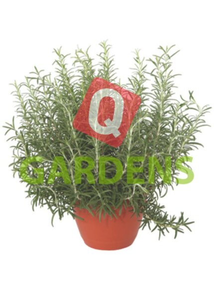 Rosmarinus officinalis
