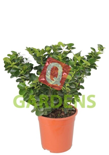 Carissa macrocarpa bush
