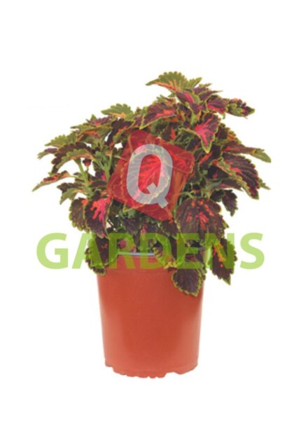 Coleus sp.