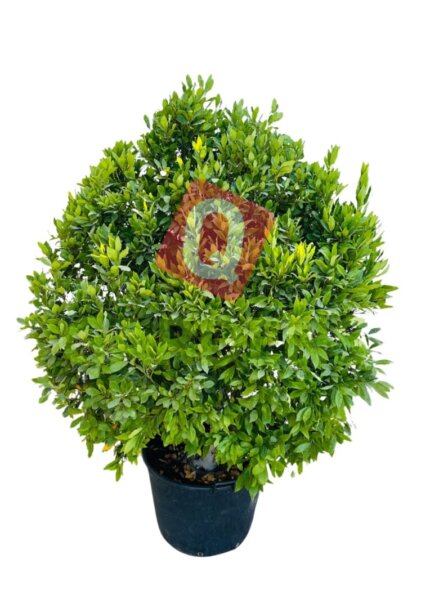 Laurus nobilis