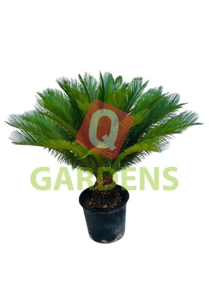 Cycas revoluta