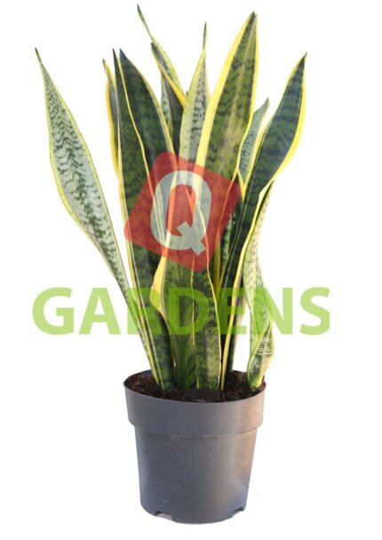 Dracaena trifasciata