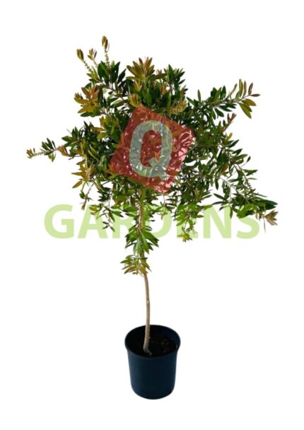 Callistemon spp. stem