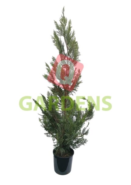 Leyland Cypress:(Cupressus × leylandii)
