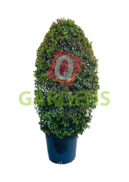 Syzygium pyramida australe