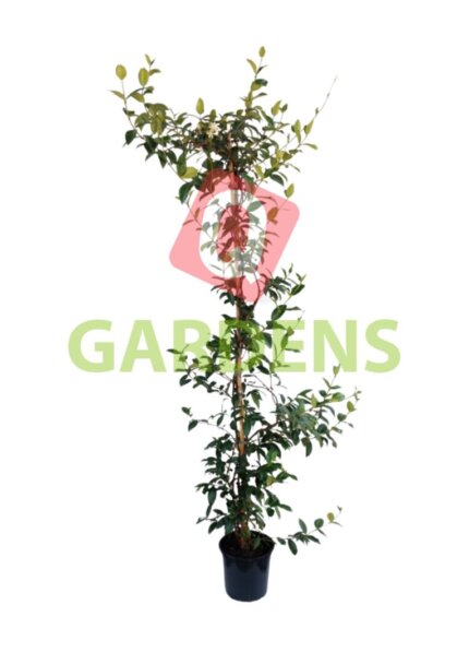 Trachelospermum jasminoides