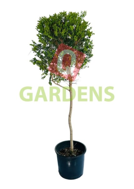 Myrtus communis stem