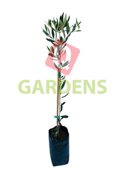 Olea europaea