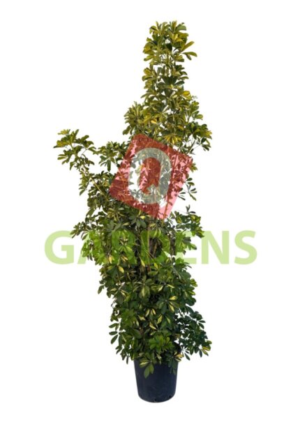 Schefflera arboricola