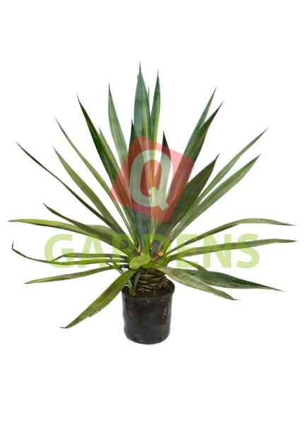 Agave attenuata