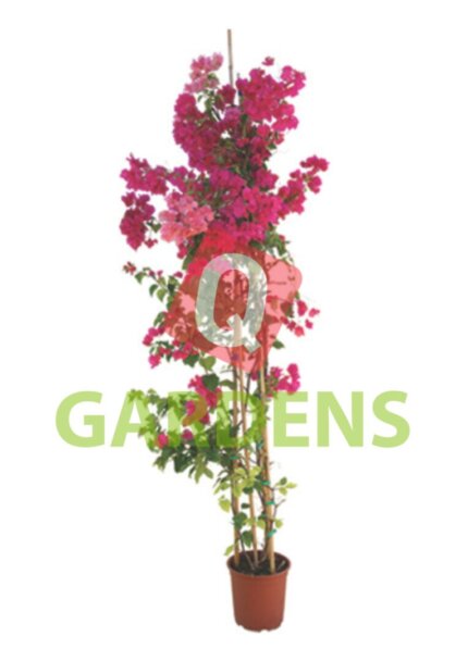 Bougainvillea sp. (pyramidalis)