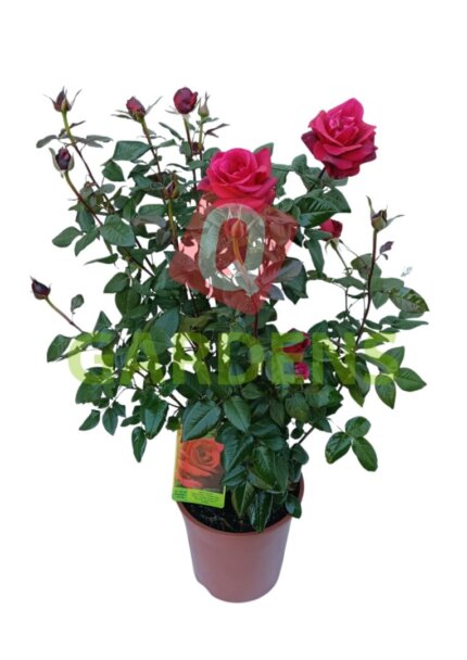 Rose bush