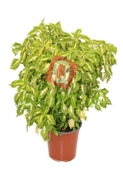 Coleus ‘DT Miami Yellow Splash’