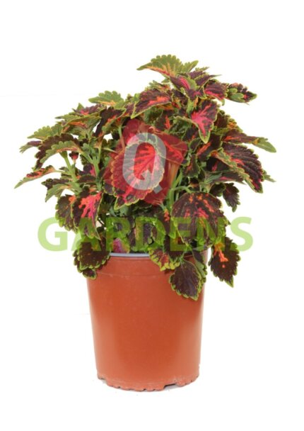 Coleus ‘MS Orchard Road’