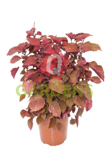 Coleus ‘MS Second Street’