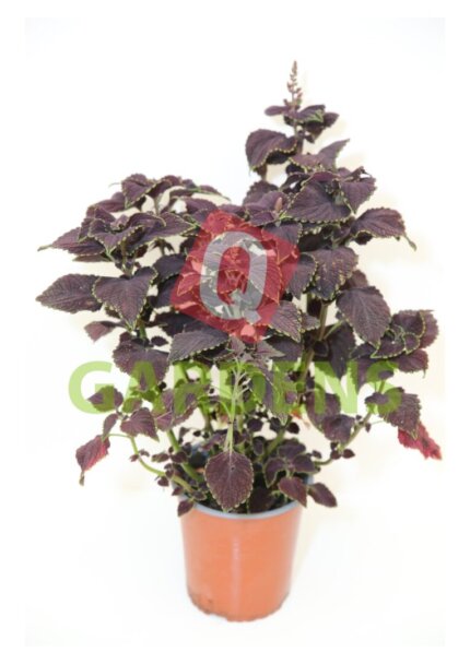 Coleus ‘Main Street Abbey Road’