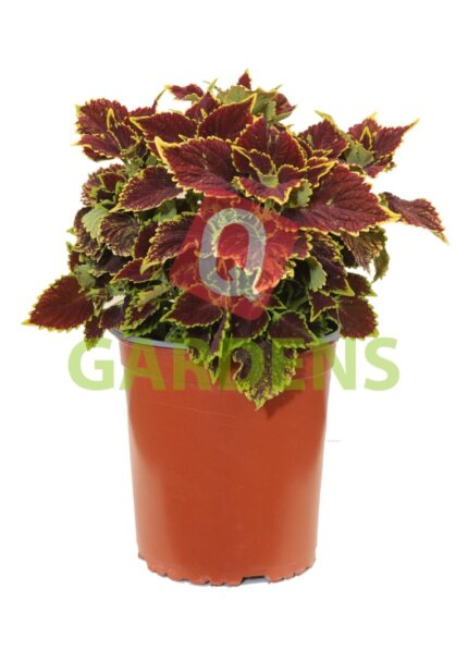 Coleus ‘SG Crown Jewel’