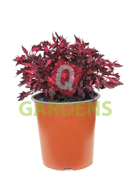 Coleus ‘Stained Glassworks Royalty’