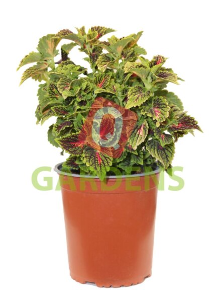Coleus ’DT Miami Magic’