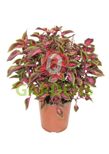 Coleus ‘Mainstreet Hollywood Boulevard’