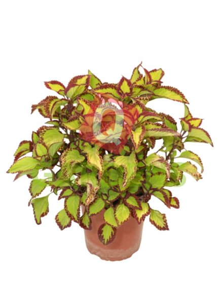 Coleus ‘Stained Glassworks Velvet’